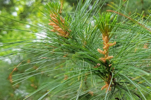 White Pine Leaf and Fruit